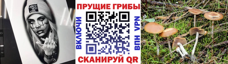 Псилоцибиновые грибы Cubensis  Вязники 